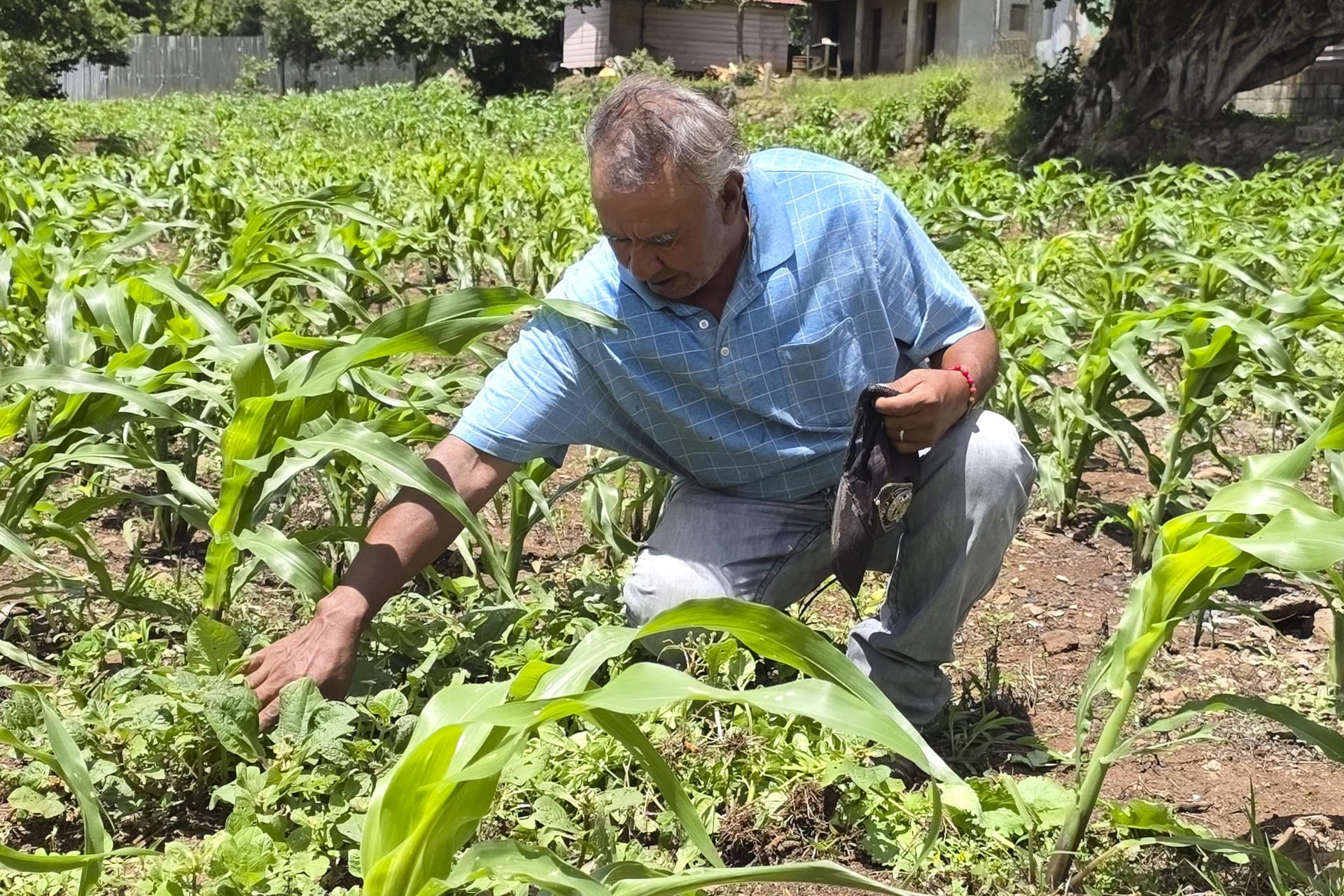 El campesino hondureño Isidro Rodríguez revisando la siembra en una parcela de maíz en Santa Ana (Honduras). EFE/ Germán Reyes