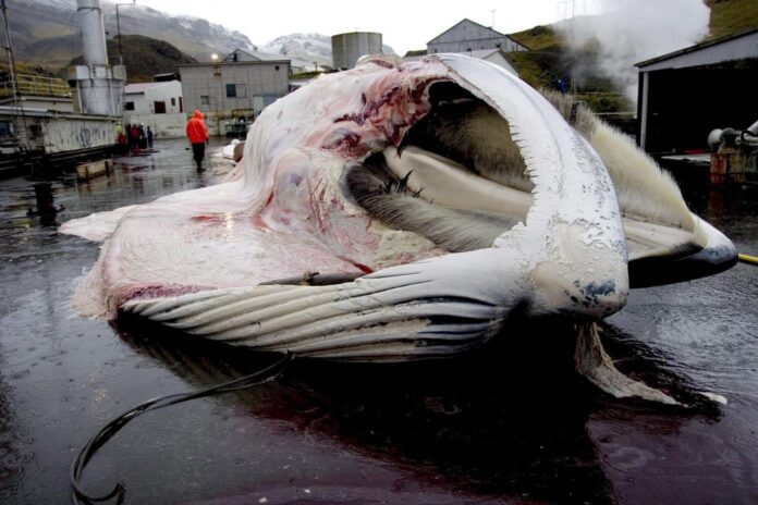 Imagen de archivo de una ballena despedazada en Islandia. EFE/Gisli Pall Gudjonsson

