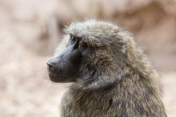 Un babuino oliva del zoológico de Seneca Park que participó en los experimentos del Primate Portal. Foto cortesía del Instituto Tecnológico de Rochester. Crédito: Instituto Tecnológico de Rochester

