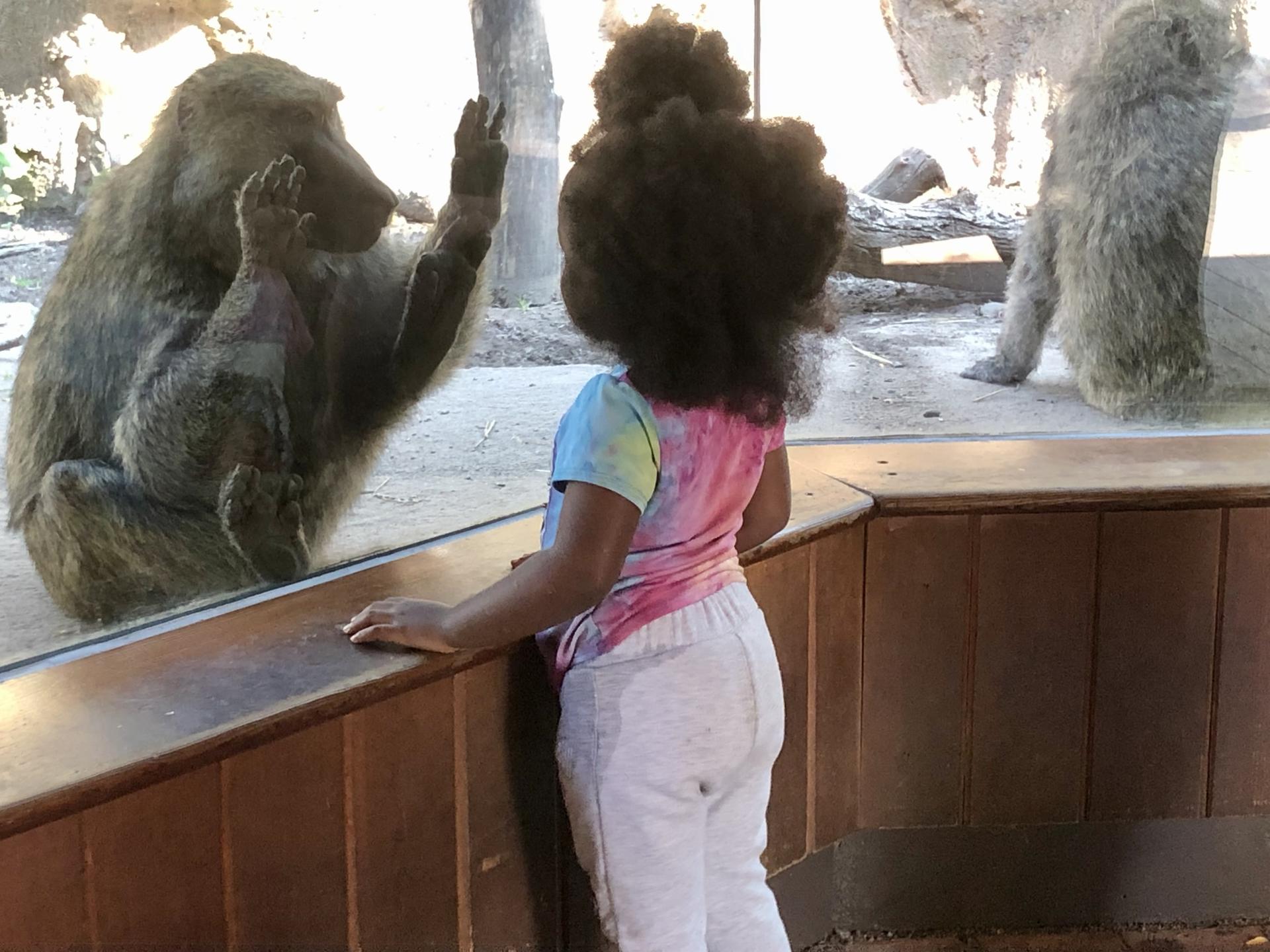 En la imagen, una niña y un babuino oliva interactúan a través del cristal en el zoológico de Seneca Park, donde se encuentra el Portal Primatey se ha hecho en parte esta investigación. Crédito: Instituto Tecnológico de Rochester