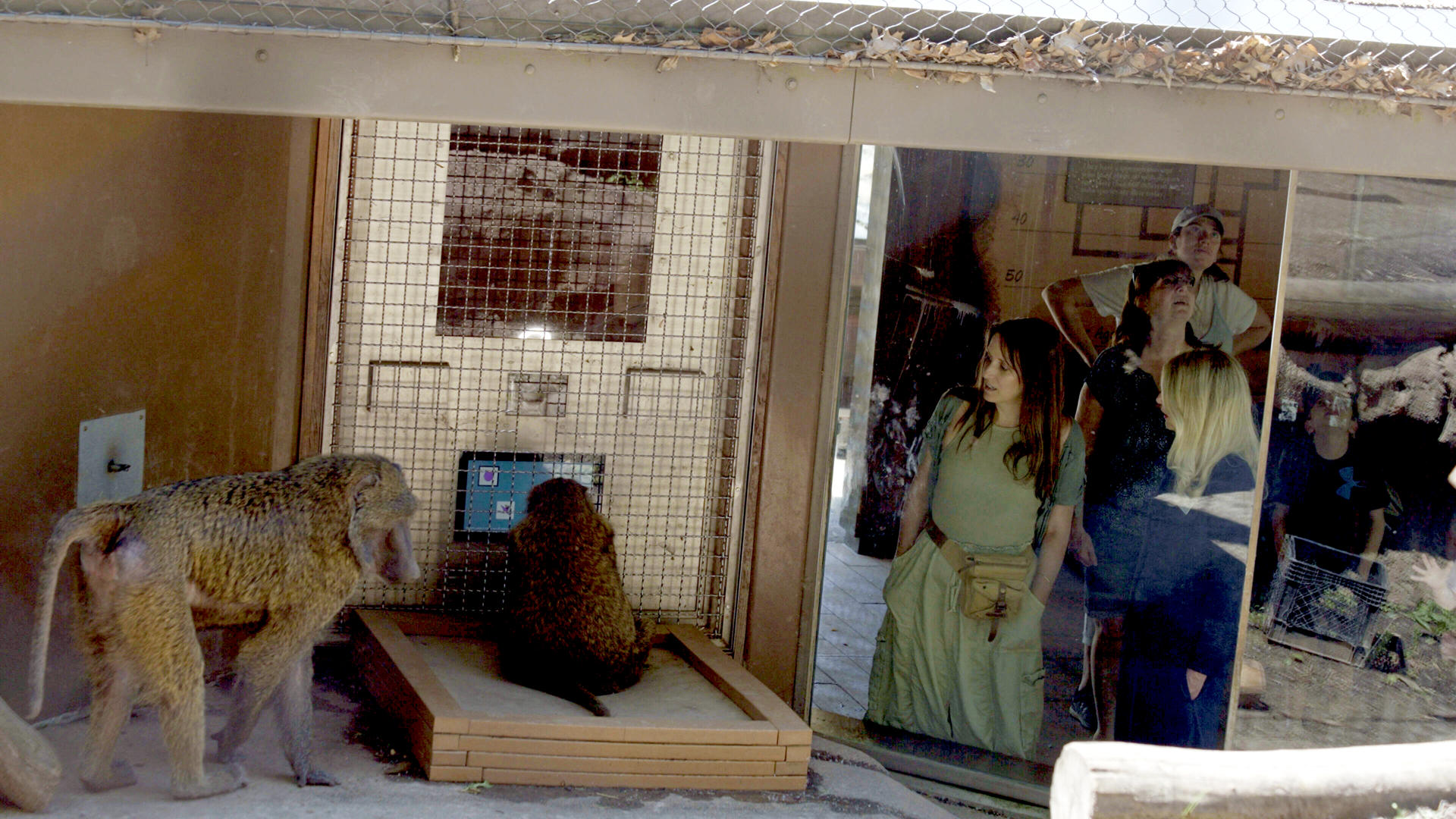 Jessica Cantlon (Universidad Carnegie Mellon) y Caroline DeLong (Instituto Tecnológico de Rochester) observan cómo una babuina de color oliva llamada Olivella interactúa con el Portal Primate. Otro babuino que participa con frecuencia, llamado Kalamata, se encuentra cerca. Crédito Instituto Tecnológico de Rochester