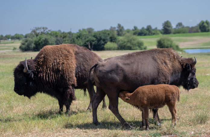 FOTO ARCHIVO. Vista de unos bisontes americanos. EFE/Miguel Sierra
