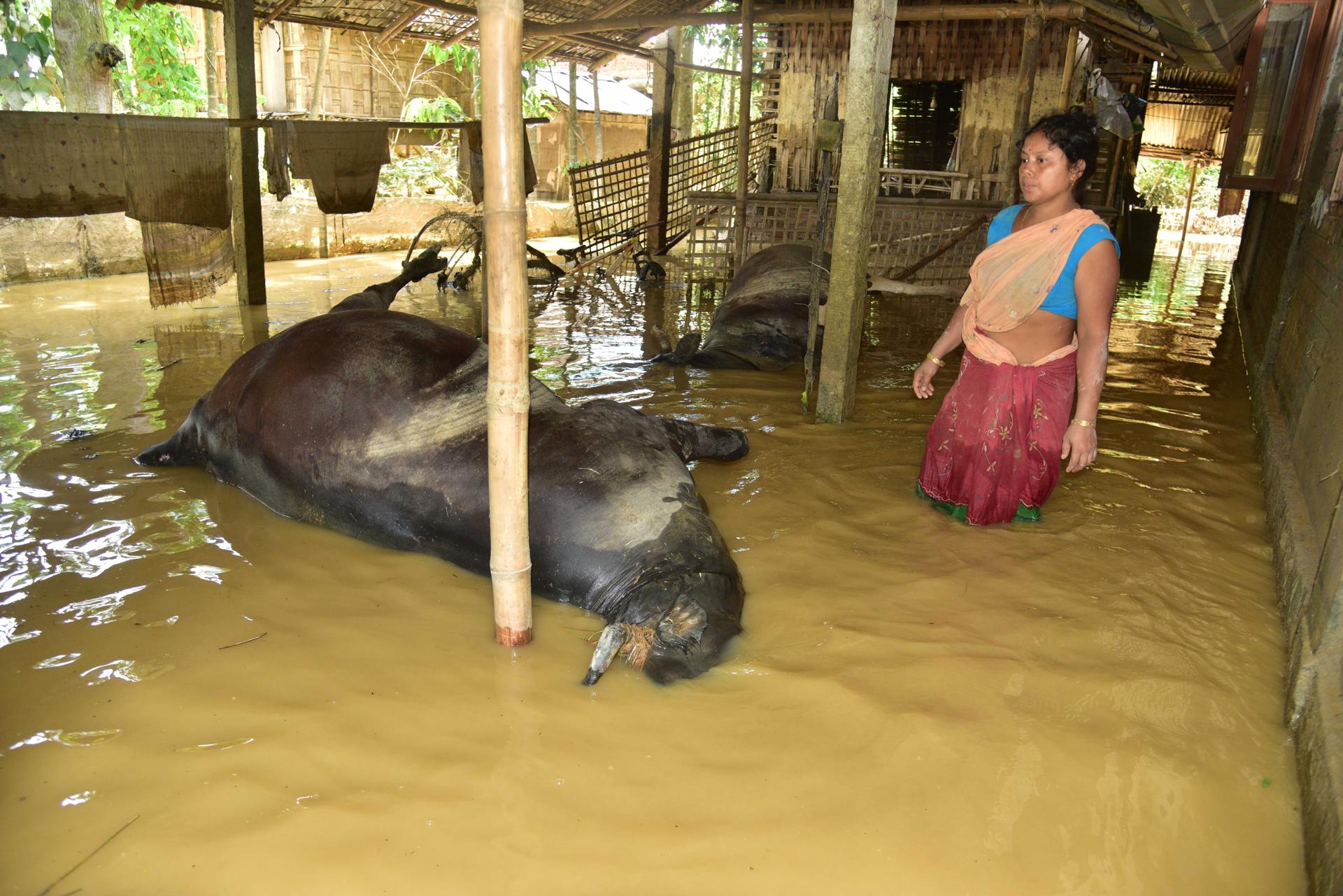 Una mujer observa su ganado muerto tras las fuertes lluvias en Teok, en el distrito de Jorhat, estado de Assam, la India. EFE/EPA/ANUWAR ALI HAZARIKA
