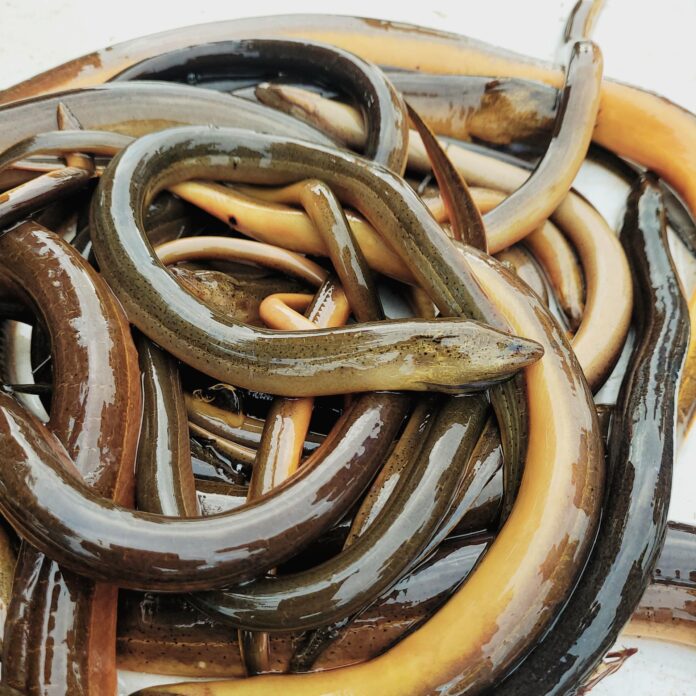 Fotografía cedida por el Servicio Geológico de los Estados Unidos (USGS) que muestra anguilas asiáticas de pantano, conocidas científicamente como 'Monopterus albus' o 'M. Javanensis'. EFE/ USGS /SOLO USO EDITORIAL/ NO VENTAS/ SOLO DISPONIBLE PARA ILUSTRAR LA NOTICIA QUE ACOMPAÑA (CRÉDITO OBLIGATORIO)

