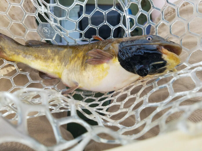 Los peces enfermos se encontraron por primera vez en el lago Memphremagog, en la frontera entre Vermont y Quebec, pero ahora el equipo ha hallado peces con este cáncer en otros lagos de Nueva Inglaterra y Canadá. Crédito: Vermont Fish & Wildlife
