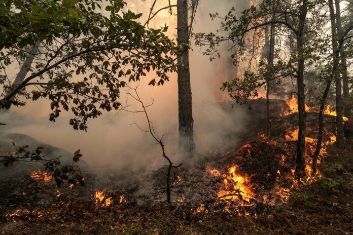 En la imagen de archivo, vista del incendio del bosque de Fontainebleau, en Noisy-sur-Ecole, en las cercanías de París. EFE/GAUTHIER BEDRIGNANS
