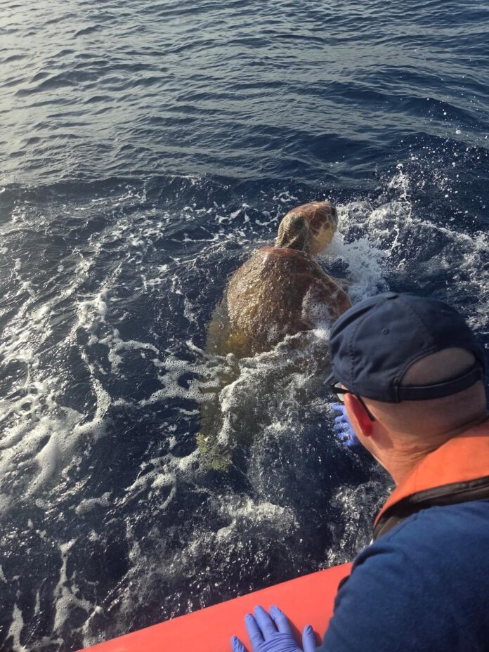 Fotografía divulgada por la división de la región Sudeste de la Guardia Costera de los Estados Unidos (USCG Southeast) que muestra a agentes trabajando en el rescate de una tortuga boba (Caretta caretta), de unos 80 años y 122 kilogramos, frente a los Cayos de Florida, en el extremo sur de Estados Unidos. EFE/ USCG Southeast
