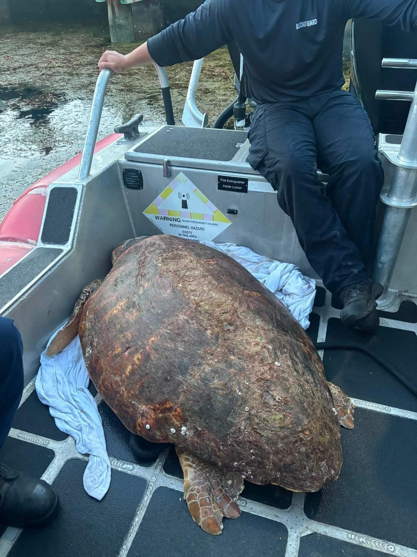Fotografía divulgada por la división de la región Sudeste de la Guardia Costera de los Estados Unidos (USCG Southeast) que muestra a agentes trabajando en el rescate de una tortuga boba (Caretta caretta), de unos 80 años y 122 kilogramos, frente a los Cayos de Florida, en el extremo sur de Estados Unidos. EFE/ USCG Southeast
