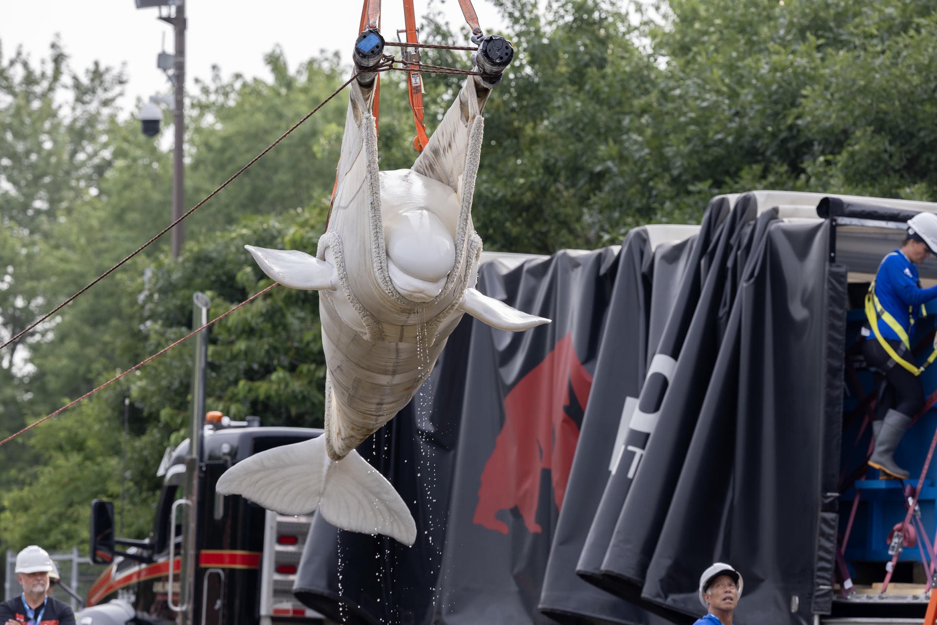 Fotografía cedida donde se muestra a operarios utilizando una eslinga para mover una ballena beluga, este lunes en el parque marino cerrado Marineland Canada, en Niagara Falls, Ontario (Canadá). EFE/ Brenna Hernandez/ Shedd Aquarium
