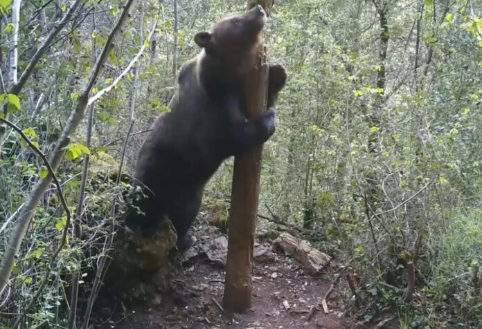 Un oso se sube a una roca para hacer una señal por encima de lo que le permitiría su tamaño. Fotografía facilitada por el MNCN.
