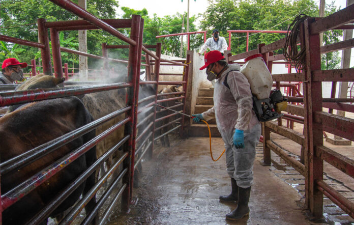 Una persona desinfecta ganado vacuno en un rancho en Hermosillo (México). Imagen de archivo. EFE/Daniel Sánchez
