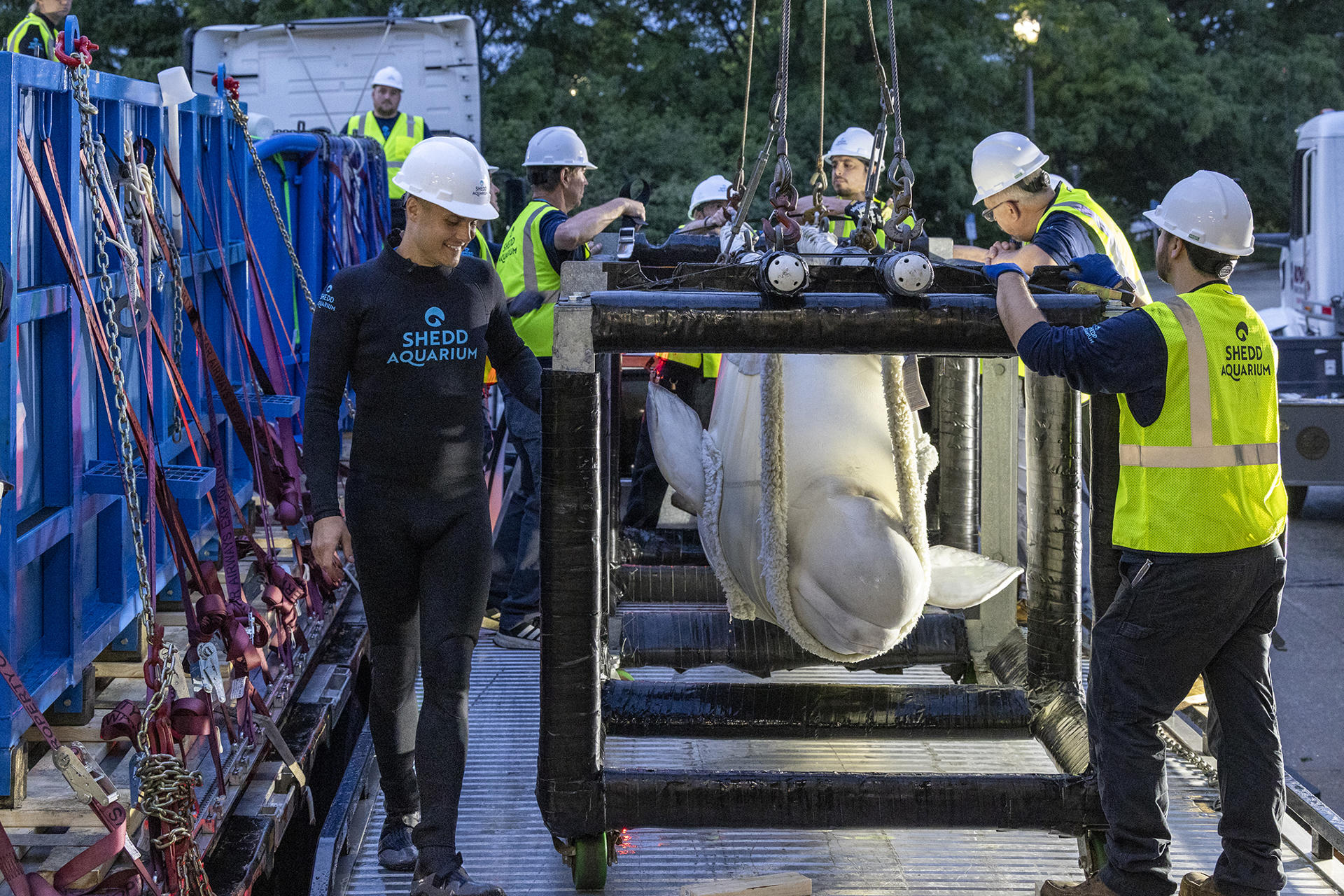 Fotografía cedida por el Shedd Aquarium que muestra a operarios llevando a una ballena beluga, una de las seis primeras que serán transportadas a acuarios de Estados Unidos, ayer martes en el Acuario de Chicago, Illinos (Estados Unidos). EFE/ Heidi Zeiger/ Shedd Aquarium /SOLO USO EDITORIAL/ NO VENTAS/ SOLO DISPONIBLE PARA ILUSTRAR LA NOTICIA QUE ACOMPAÑA (CRÉDITO OBLIGATORIO)