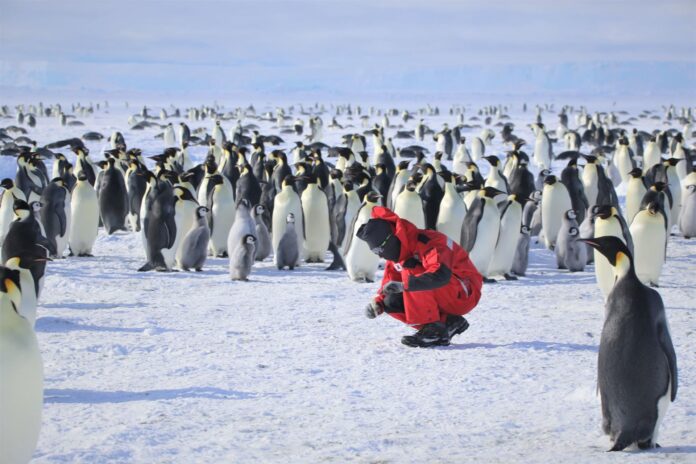 Un investigador recolecta muestras de guano en la colonia de cría de pingüinos emperador de la isla Coulman durante el estudio de campo de 2025. Crédito: Myeongho Seo. Imagen facilitada por el grupo Nature.

