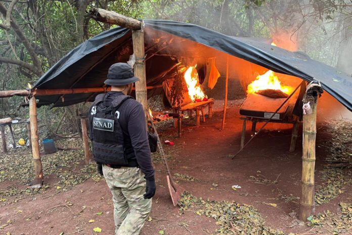 Fotografía cedida por la Secretaría Nacional Antidrogas (Senad) que muestra a un agente antidrogas durante un operativo en el que se destruyeron tres toneladas de marihuana y se erradicaron 8,5 hectáreas de ese cultivo, este jueves en Capitán Bado (Paraguay). EFE/ Secretaría Nacional Antidrogas de Paraguay
