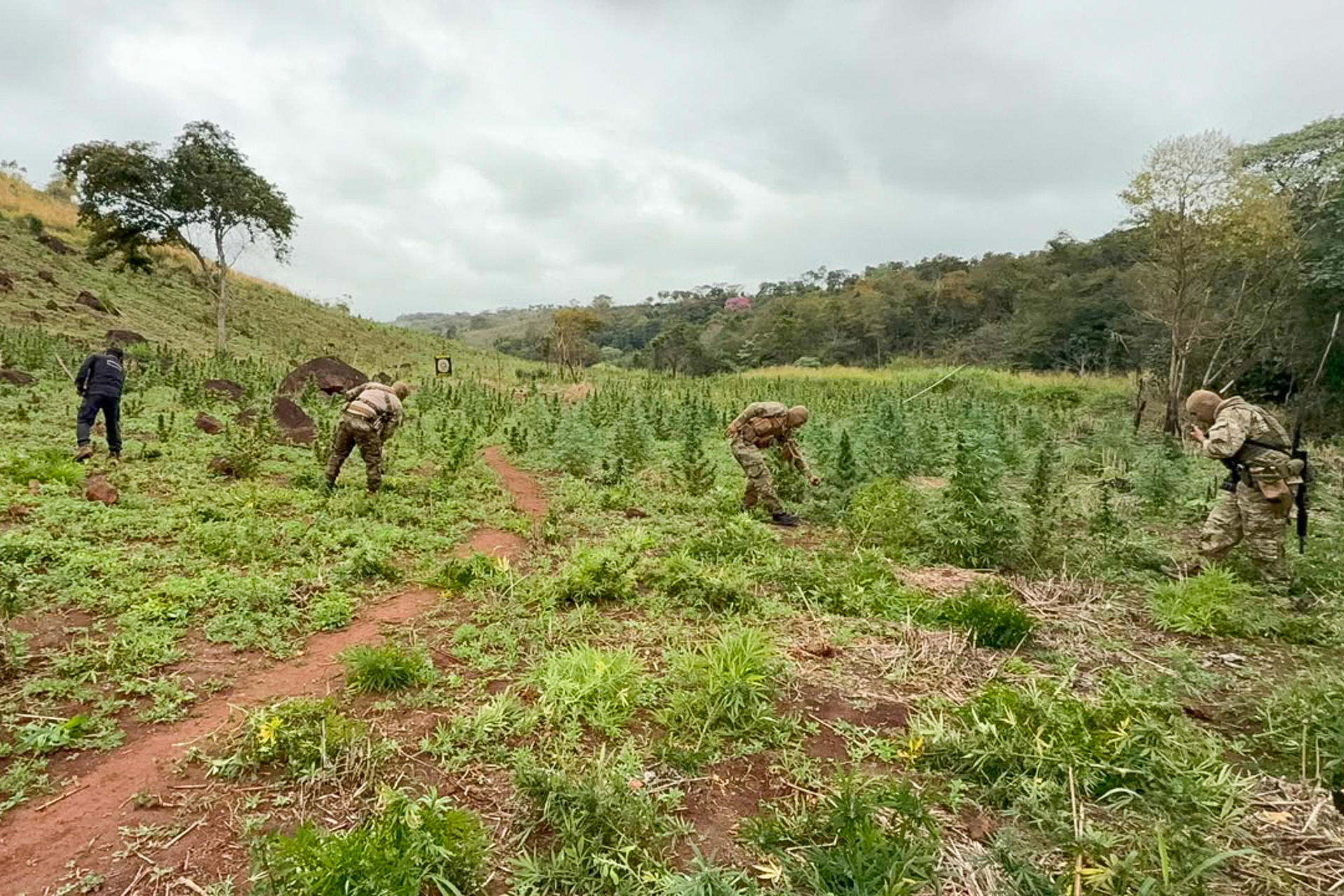 Fotografía cedida por la Secretaría Nacional Antidrogas (Senad) que muestra a agentes antidrogas durante un operativo en el que se destruyeron tres toneladas de marihuana y se erradicaron 8,5 hectáreas de ese cultivo, este jueves en Capitán Bado (Paraguay). EFE/ Secretaría Nacional Antidrogas de Paraguay