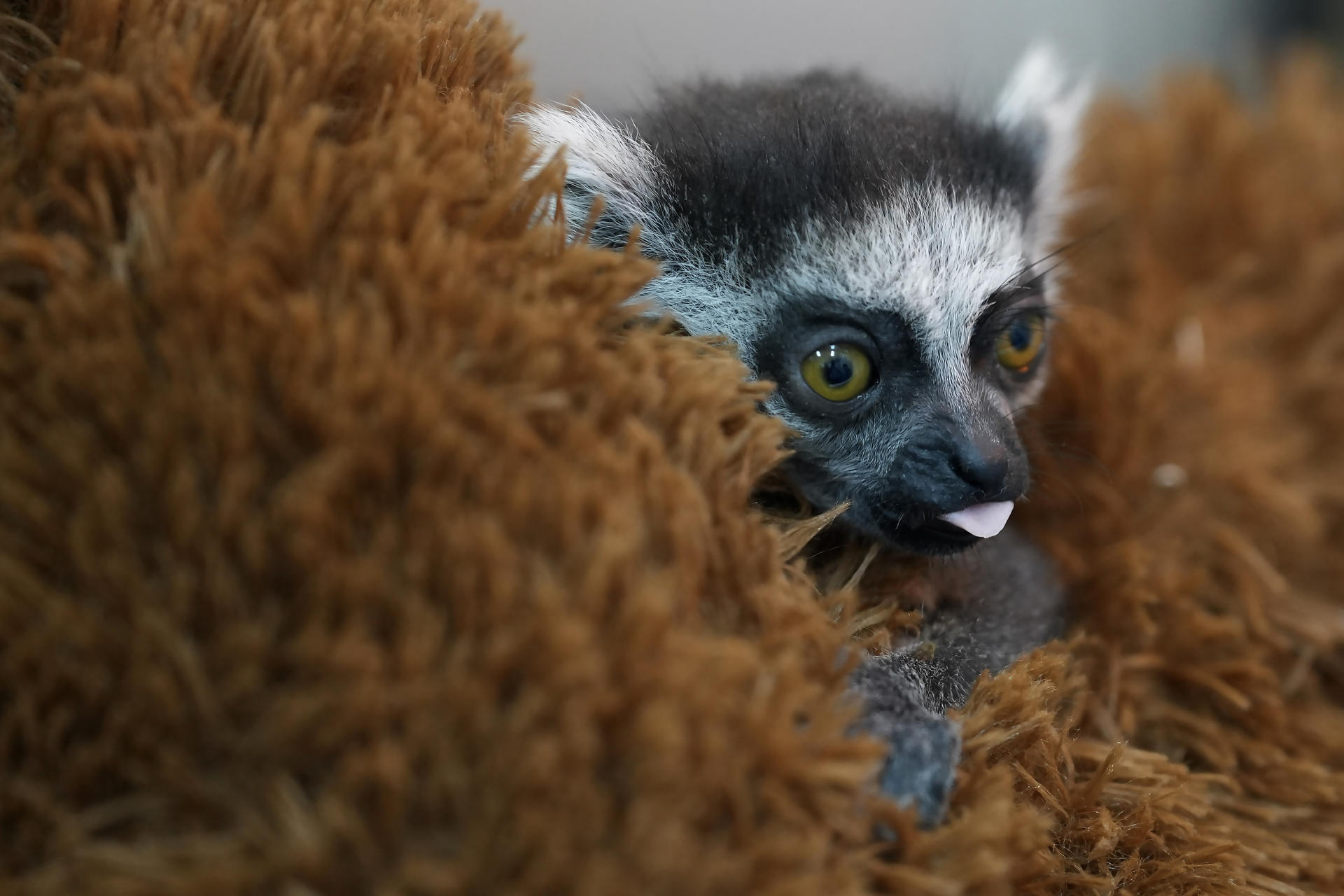 Una cría de lémur de cola anillada recibe asistencia por profesionales del Zoológico de Cali, en Cali (Colombia). EFE/ Ernesto Guzmán
