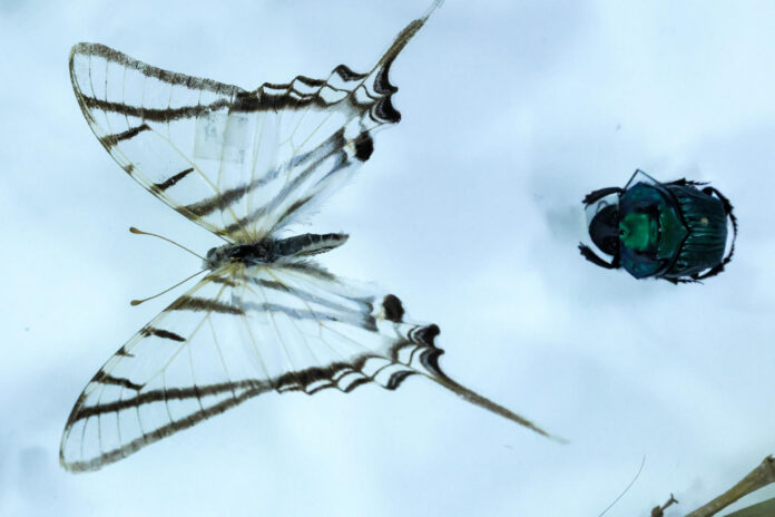 Fotografía que muestra especies de insectos de los bosques del Chocó Andino de Ecuador, en Quito (Ecuador). EFE/ José Jácome
