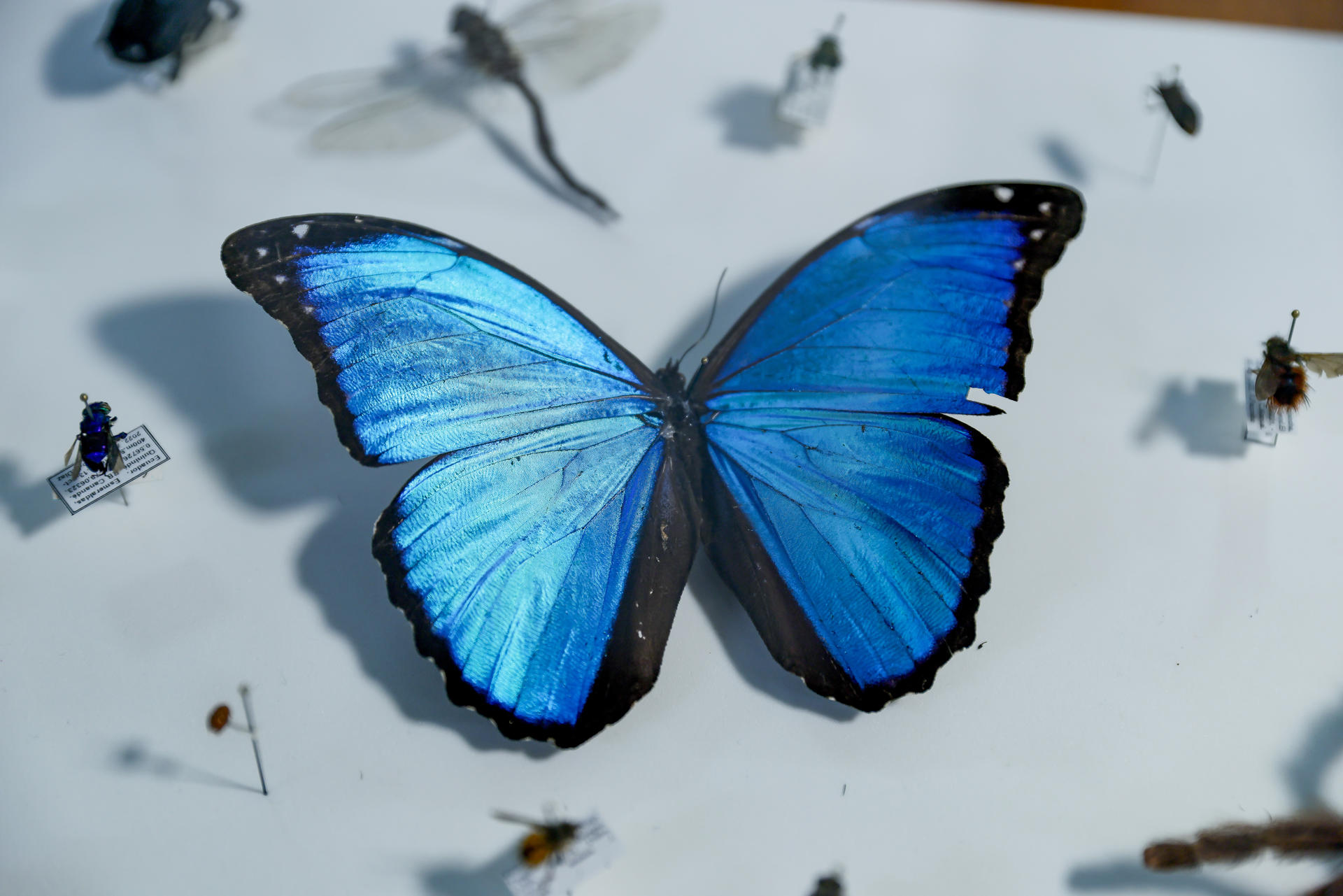 Fotografía que muestra especies de insectos de los bosques del Chocó Andino de Ecuador, en Quito (Ecuador). EFE/ José Jácome