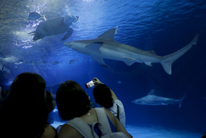 El Oceanogràfic de València, el mayor acuario de Europa, ha puesto el nombre del futbolista español Ferran Torres a uno de sus tiburones grises (Carcharhinus plumbeus), como reconocimiento a la vinculación con la conservación marina del internacional, autor del gol que le dio a España el título de campeón mundial en la final ante Argentina. EFE/ Kai Försterling
