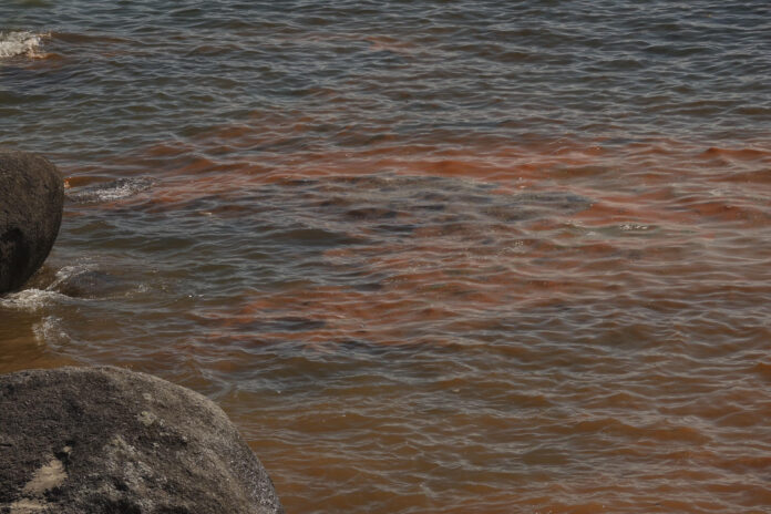 El mar de ardora, un fenómeno natural que hace brillar las aguas con destellos azul neón, se ha convertido de nuevo en uno de los espectáculos más buscados este verano en las Rías Baixas gallegas y el responsable tiene nombre y apellido: Noctiluca scintillans, un microorganismo que exhibe bioluminiscencia. EFE/Sxenick
