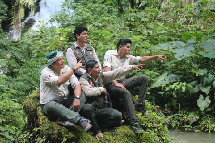 Fotografía del 14 de mayo de 2026 que muestra desde la izquierda, al analista del Parque Cordillera Azul, Darwin Córdoba; a los Guardaparques Amado Racho, Agustín Macedo y Wilder Casamayo, señalando en el Parque Cordillera Azul (Perú). Pese a que la deforestación y la aparición de actividades ilegales en la Amazonía de Perú son amenazas constantes, el compromiso y silenciosa labor de los guardaparques ha logrado casos de éxito como el Parque Nacional Cordillera Azul, que permanece intacto gracias a la articulación con comunidades que rodean esta inmensa extensión de bosque tropical. EFE/ Paula Bayarte

