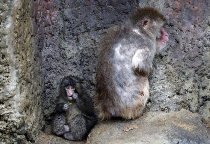 El macaco japonés Punch, que se viralizó por su peluche de consuelo tras ser rechazado por su madre, junto a un macaco adulto en una foto de archivo cuando tenía siete meses. EFE/EPA/FRANCK ROBICHON
