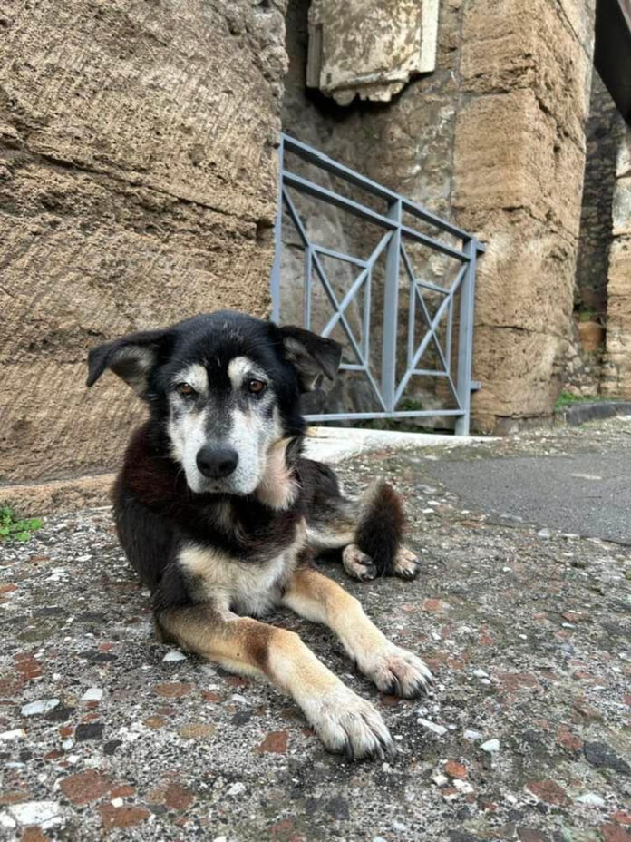 El día Internacional del Perro Callejero, que se celebra cada 27 de julio, busca fomentar la adopción y el cuidado responsable de los animales. En la imagen Argo, el perro vagabundo que visitó diariamente durante 15 años el Parque Arqueológico de Pompeya (Italia) y se convirtió en símbolo. EFE/ Antonello Nusca/Archivo

