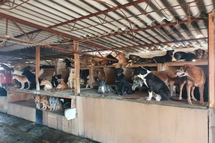 Fotografía cedida por el Refugio Omeyocan que muestra a perros en el refugio en Ciudad de México (México). EFE/ Refugio Omeyocan
