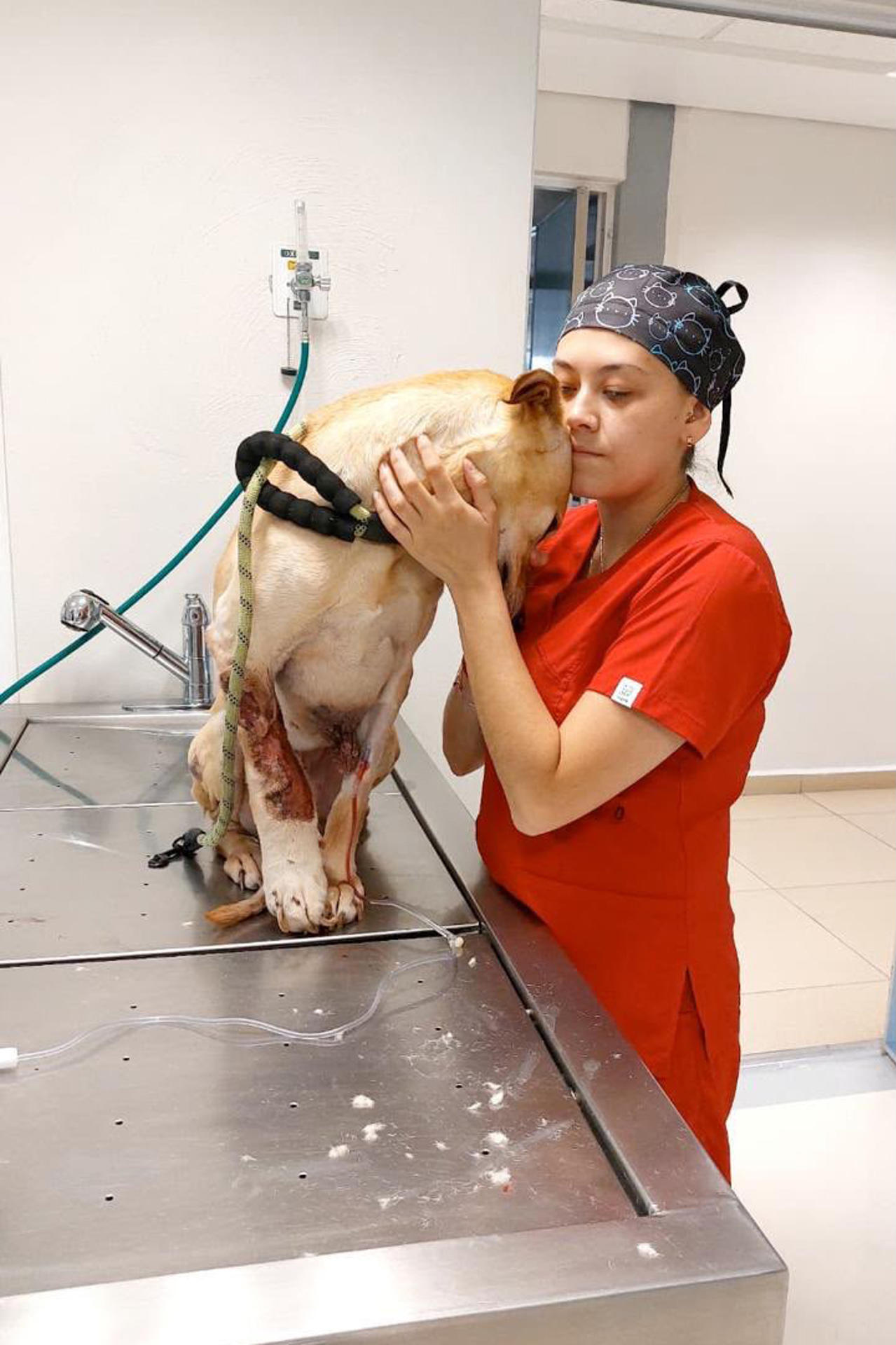 Fotografía cedida por el Refugio Omeyocan de su directora, Dhamar Bonilla, atendiendo a un perro en Ciudad de México (México). EFE/ Refugio Omeyocan
