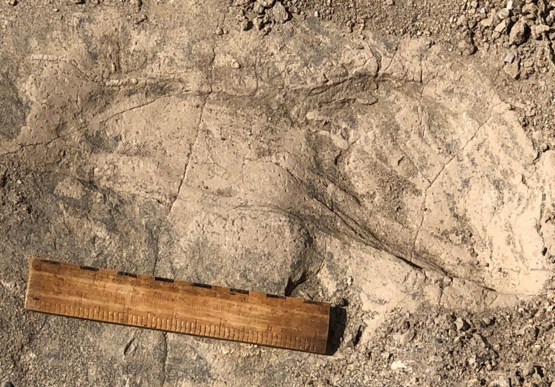 Una de las huellas de gran tamaño, de 1,4 millones de años de antigüedad, que el equipo desenterró. Se muestra una regla de 6 pulgadas (15 cm) a modo de referencia de escala. Crédito: Kay Behrensmeyer, paleobióloga del Museo de Historia Natural Smithsonian de Estados Unidos.
