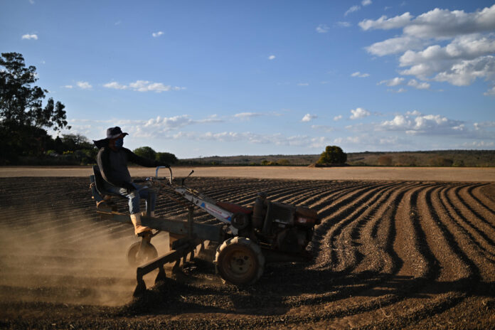 Fotografía de archivo de un hombre que trabaja en el secado de granos en una plantación de café, en una zona rural en Brasilia (Brasil). EFE/ Andre Borges
