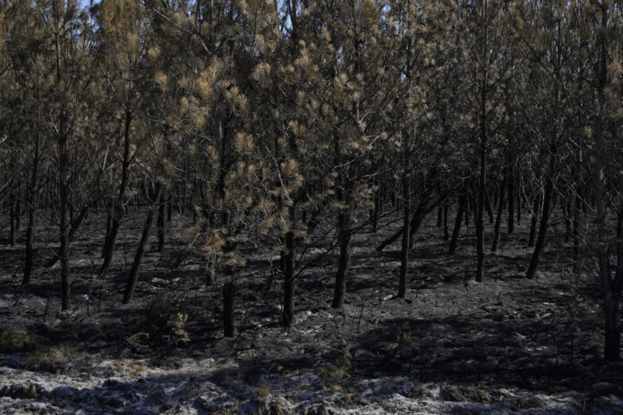 Terreno calcinado en un incendio de categoría XXL afecta la región de la Gironda y se encuentra a una veintena de kilómetros de Burdeos, al suroeste de Francia. Las autoridades francesas atribuyen parte de la virulencia e imprevisibilidad del megaincendio de Gironda a las llamadas tormentas de fuego, un fenómeno hasta ahora prácticamente desconocido en el país en el que el propio incendio genera una gigantesca nube capaz de crear vientos, lanzar brasas a gran distancia y provocar nuevos focos. EFE/ Edgar Sapina Manchado
