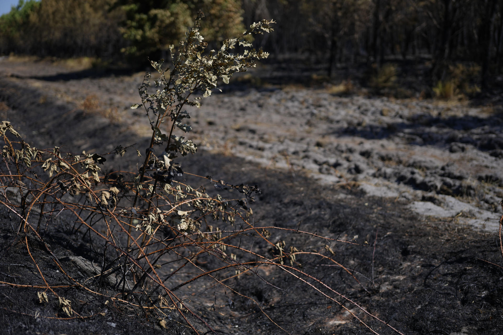 Terreno calcinado en un incendio de categoría XXL afecta la región de la Gironda y se encuentra a una veintena de kilómetros de Burdeos, al suroeste de Francia. Las autoridades francesas atribuyen parte de la virulencia e imprevisibilidad del megaincendio de Gironda a las llamadas tormentas de fuego, un fenómeno hasta ahora prácticamente desconocido en el país en el que el propio incendio genera una gigantesca nube capaz de crear vientos, lanzar brasas a gran distancia y provocar nuevos focos. EFE/ Edgar Sapina Manchado
