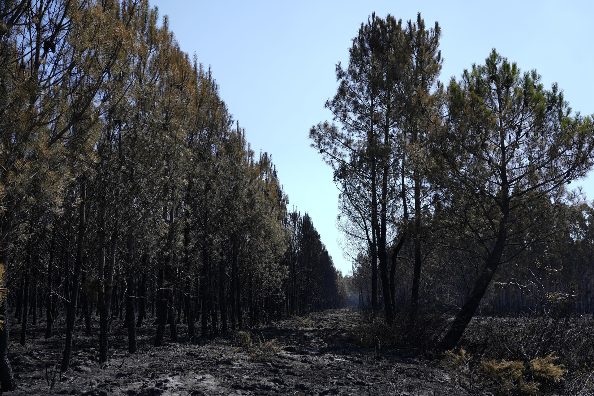 Terreno calcinado en un incendio de categoría XXL afecta la región de la Gironda y se encuentra a una veintena de kilómetros de Burdeos, al suroeste de Francia. Las autoridades francesas atribuyen parte de la virulencia e imprevisibilidad del megaincendio de Gironda a las llamadas tormentas de fuego, un fenómeno hasta ahora prácticamente desconocido en el país en el que el propio incendio genera una gigantesca nube capaz de crear vientos, lanzar brasas a gran distancia y provocar nuevos focos. EFE/ Edgar Sapina Manchado
