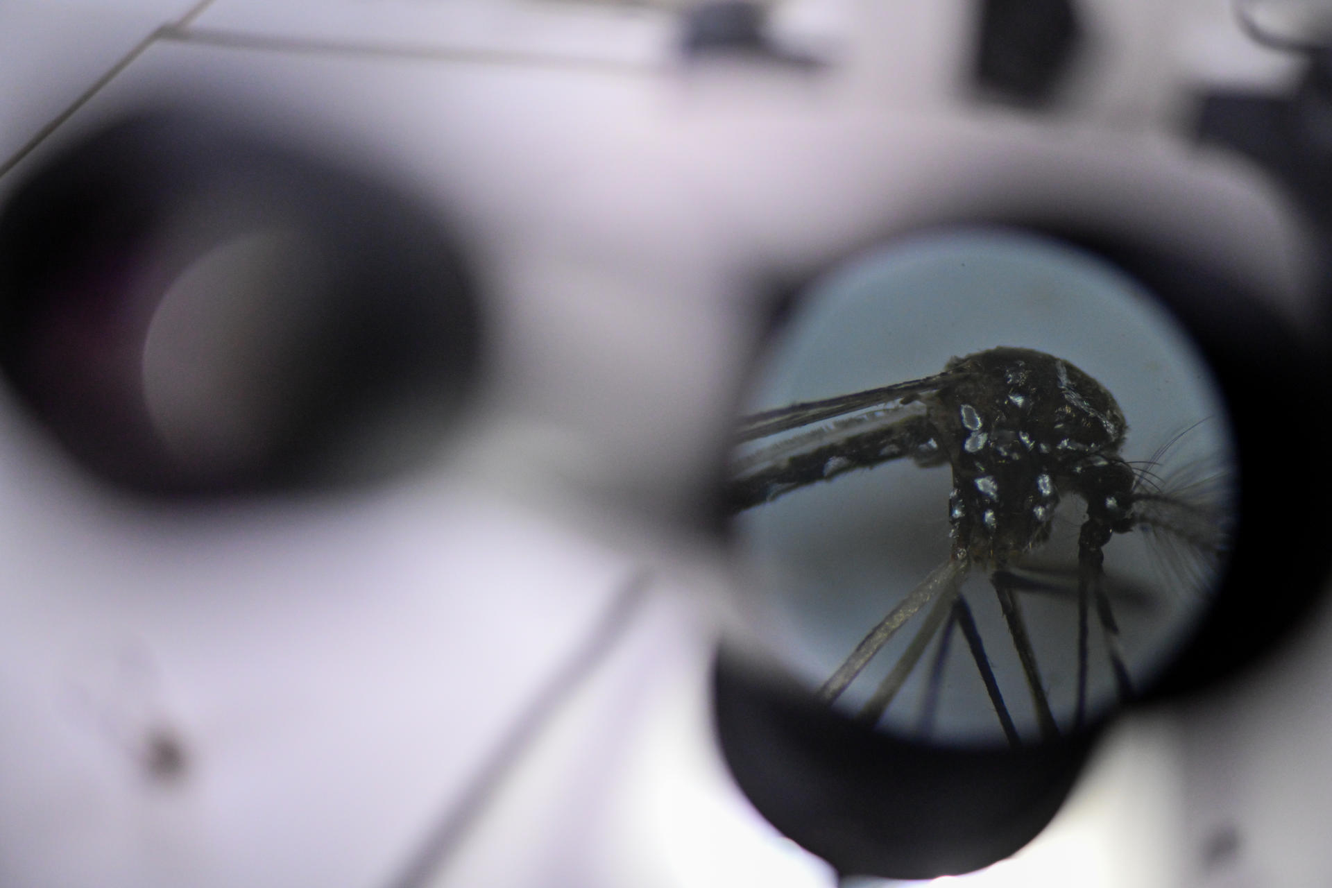 Florida Reports First Local Dengue Cases in the US for 2026 - News Directory 3