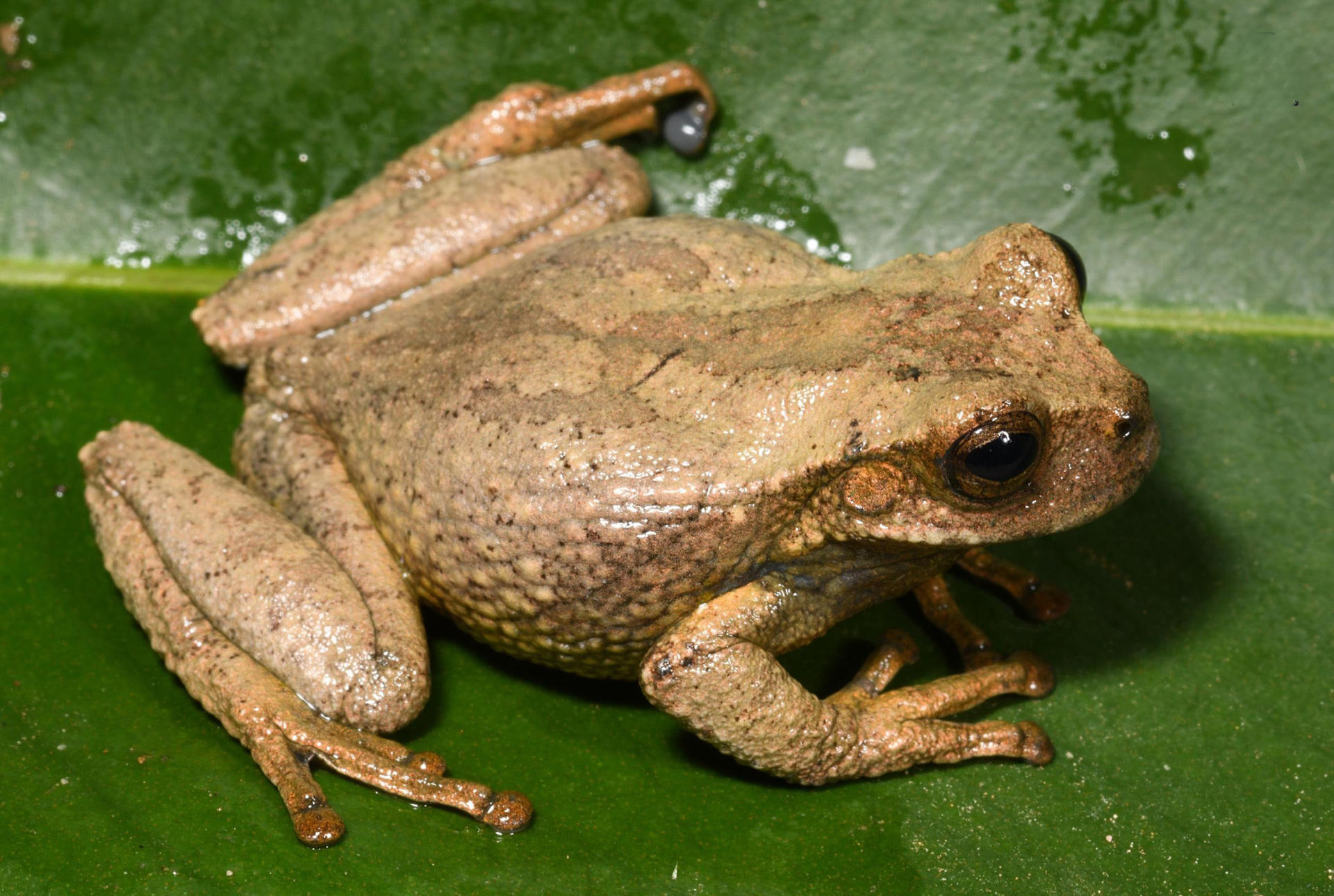 Descubren nueva especie de rana marsupial dorada en los Andes peruanos